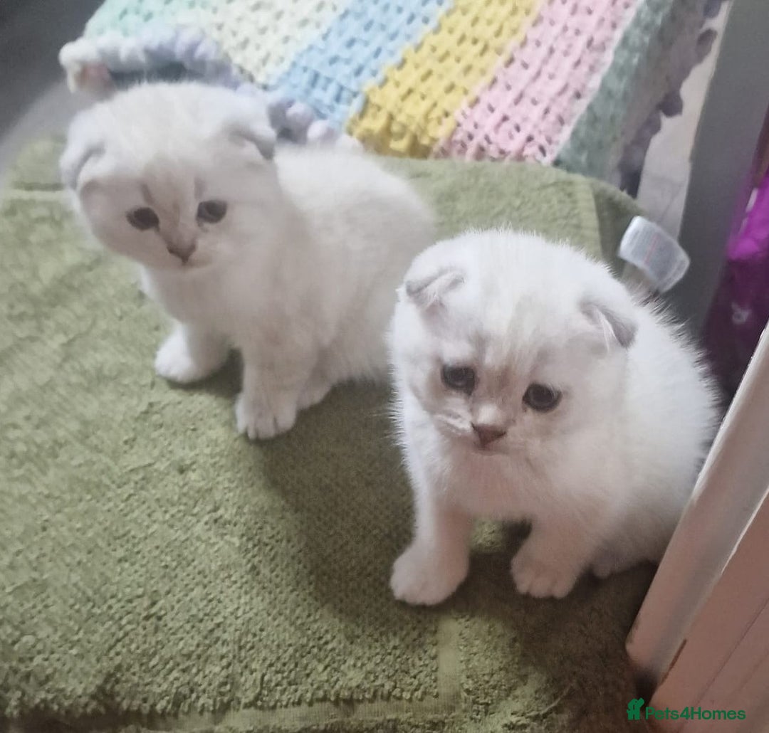 Scottish Fold cats for sale: Scottish Fold Kittens. Vaccinated, Last one left! - Image 19