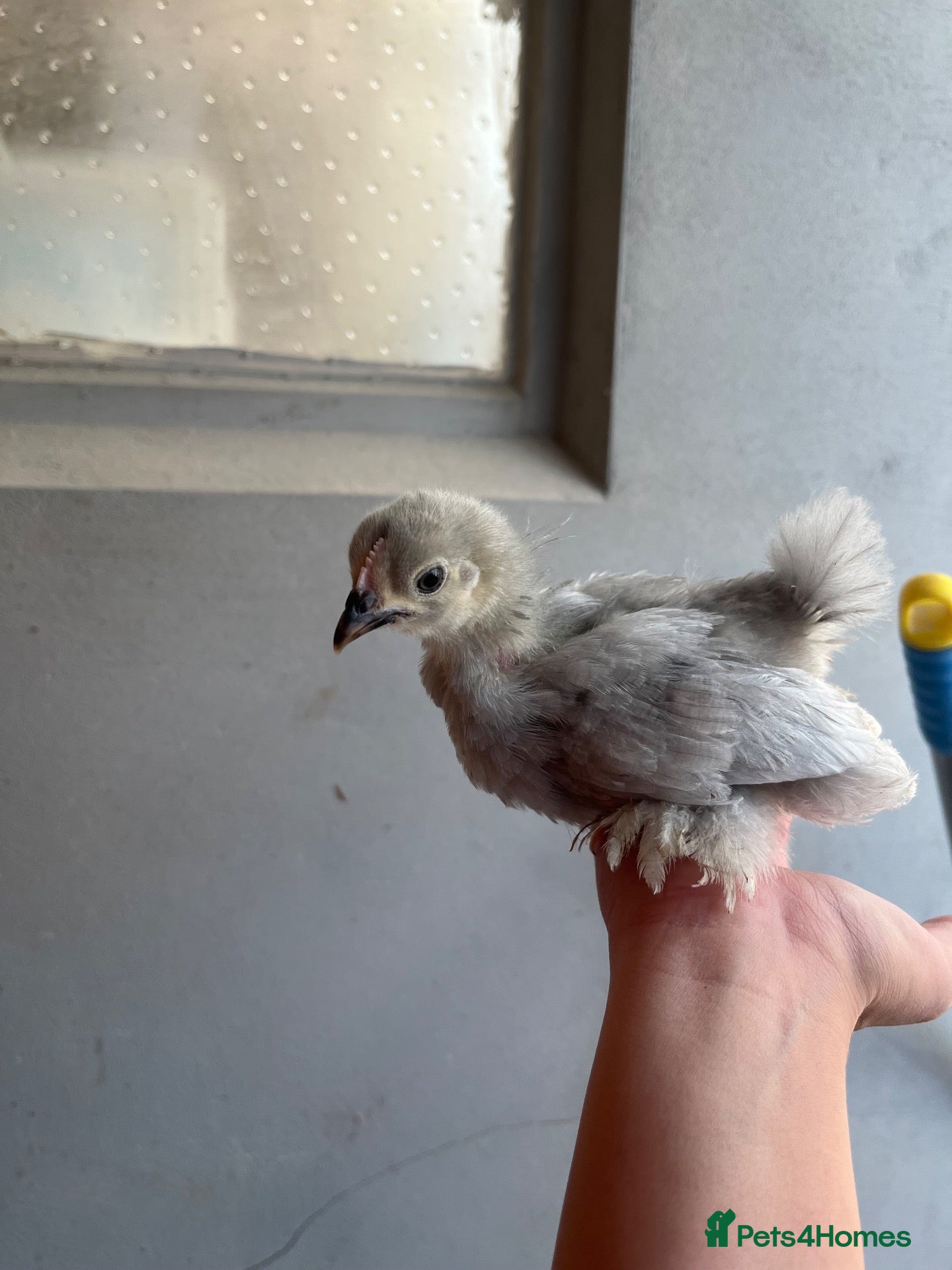 Chickens poultry Lavender pekin batams   - Advert 12