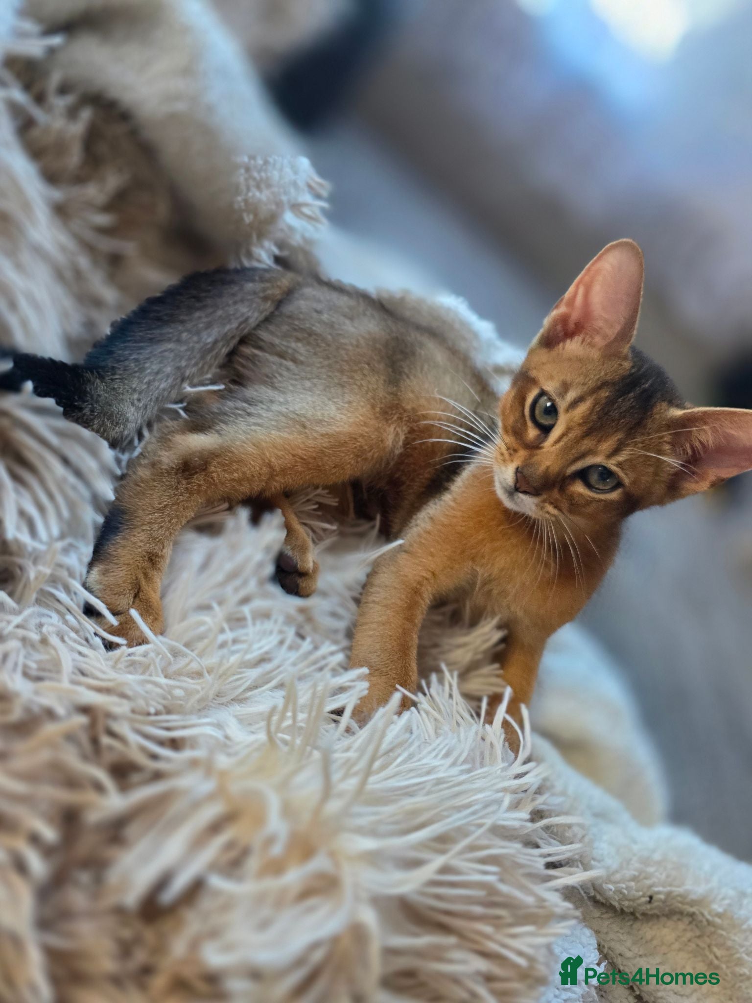 Abyssinian cats Abyssinian Kittens HCM Clear | Champion Bloodlines - Advert 1