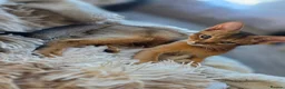Abyssinian cats for sale: Just left one blue Boy Abyssinian Kittens  - Advert 4