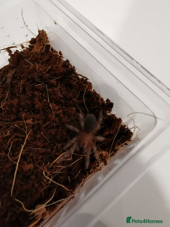 Tarantulas Invertebrates For Sale Pets4Homes tarantulas-invertebrates-for-sale-pets4homes