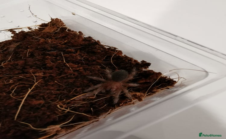 Tarantulas Invertebrates For Sale Pets4Homes Tarantulas Invertebrates For Sale Pets4Homes