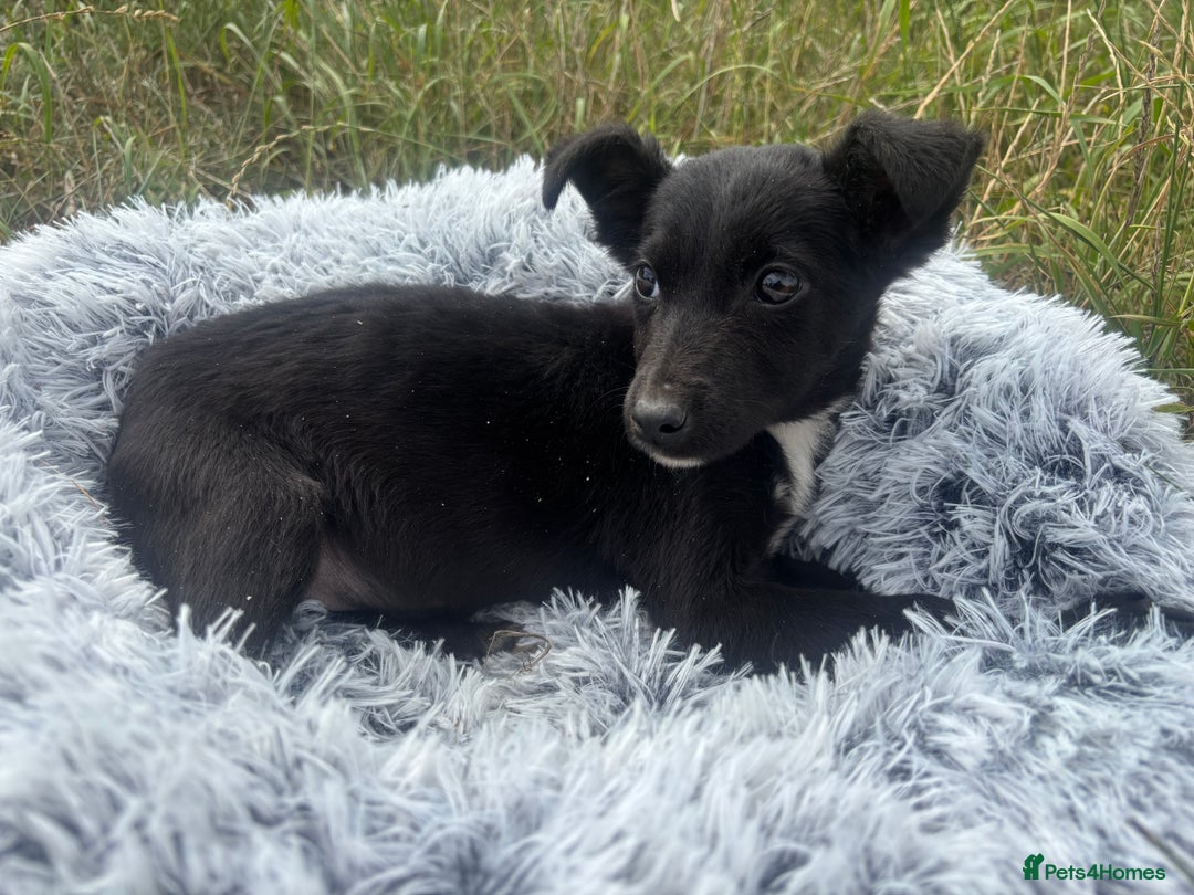 Mixed Breed dogs for adoption: Polly * Jack Russell x  * 240782 - Image 6