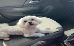 Maltese dogs for sale: Kc reg Maltese male - Image 1