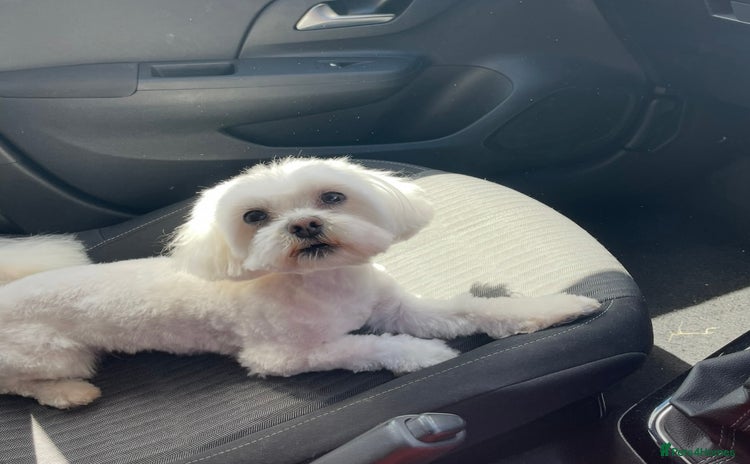 Maltese dogs for sale - Advert 1