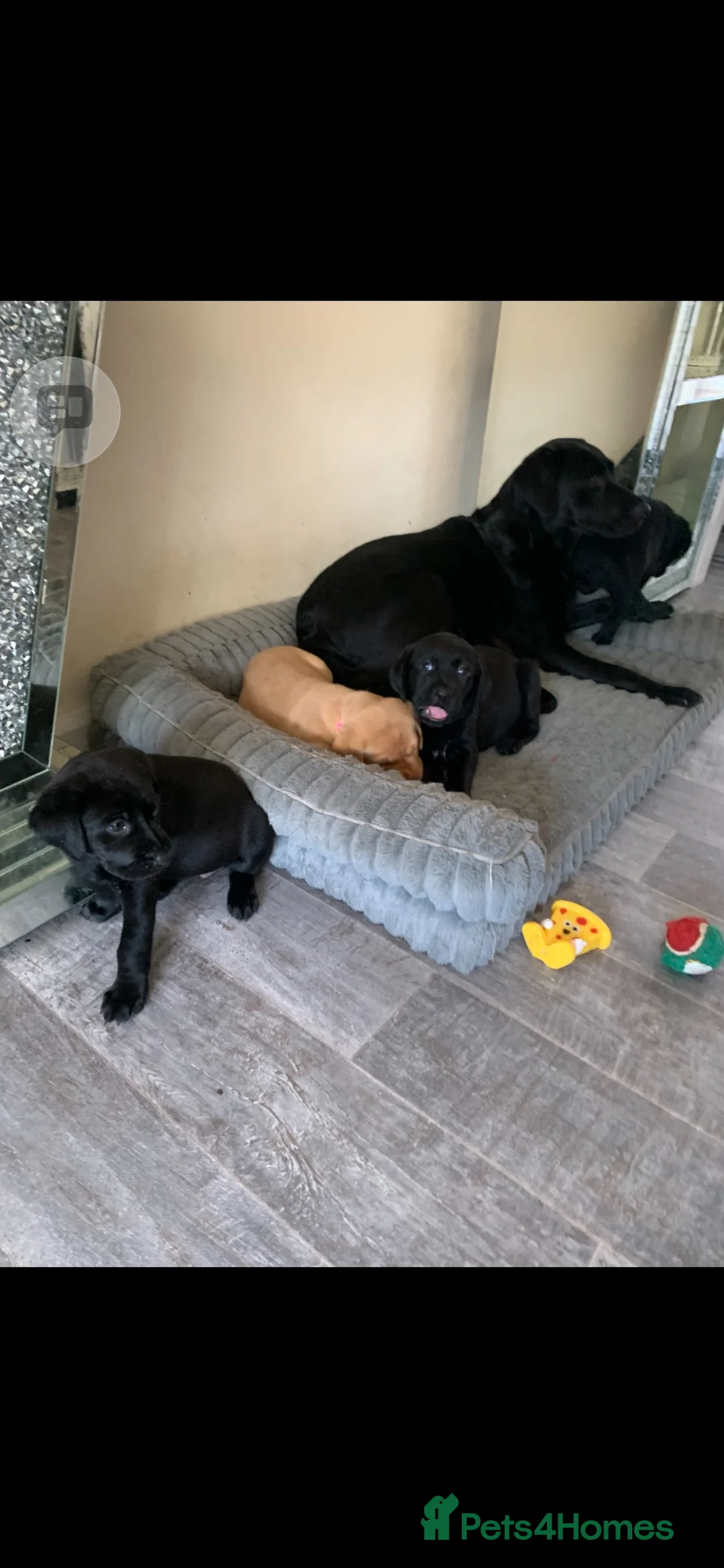 Labrador Retriever dogs for sale: Labrador puppy boys and girls  - Advert 4