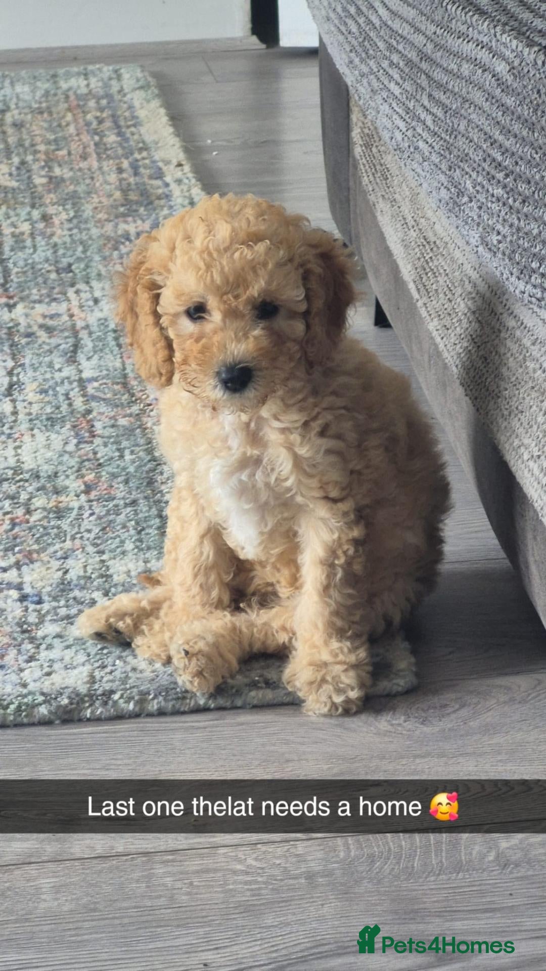 Cockapoo dogs for sale: Cockapoo puppies - Advert 1