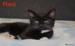 Domestic Shorthair cats for sale: Gorgeous Black/White Domestic Shorthairs Available - Image 9
