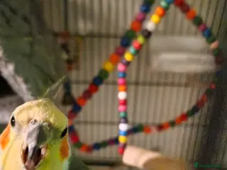 Cockatiels birds Male cockatiel with full set up - Advert 5
