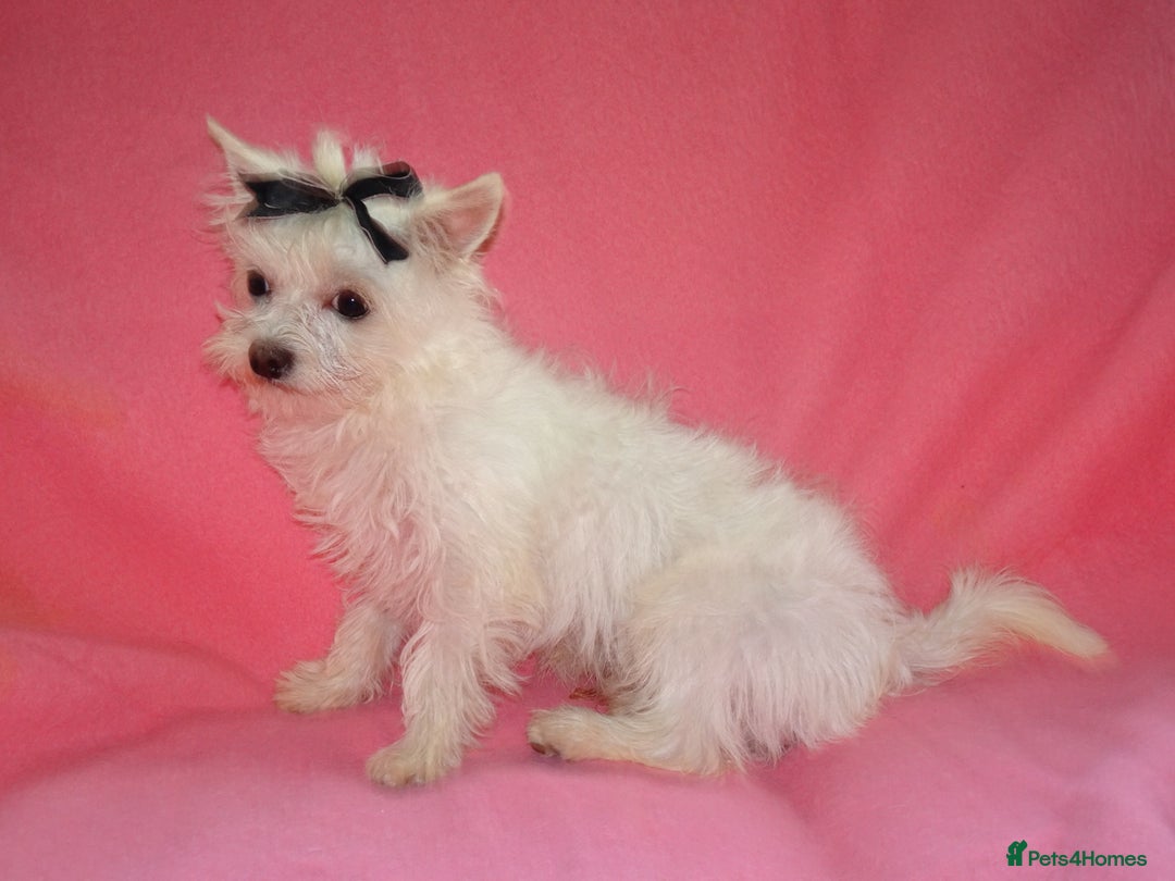Maltese dogs for sale: XXXXS Tiny Maltese X Chihuahua F1 Malchi Boy Puppy - Image 2