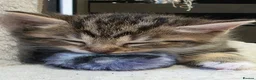 Siberian cats for sale: Siberian long hair - Advert 5