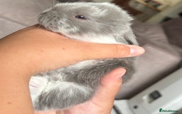 French Lop rabbits for sale: Giant French lop July babies! 🤍 - Image 2