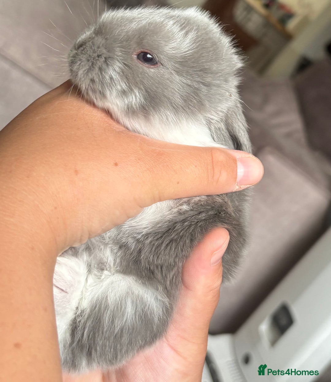 French Lop rabbits for sale: Giant French lop July babies! 🤍 - Image 2