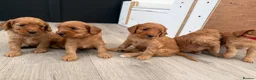 Cockapoo dogs for sale: F1 cockapoo for sale - Advert 3
