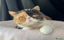 Exotic cats for sale: Two Stunning Neutered Exotic Adults - Retired - Image 3