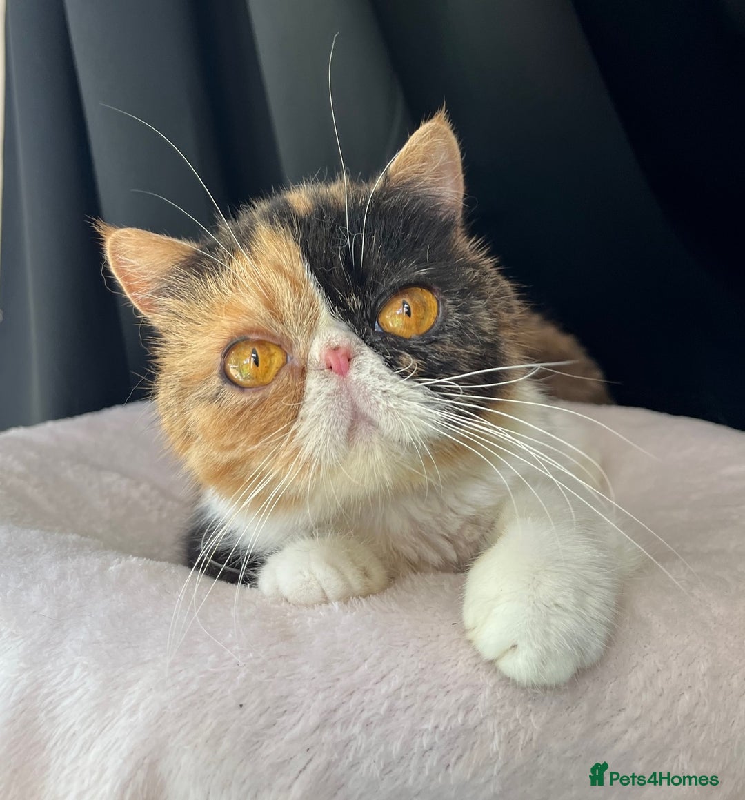 Exotic cats for sale: Two Stunning Neutered Exotic Adults - Retired - Image 3
