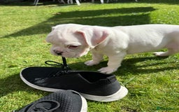 Boxer dogs for sale: Quality Boxer Puppies - Image 16
