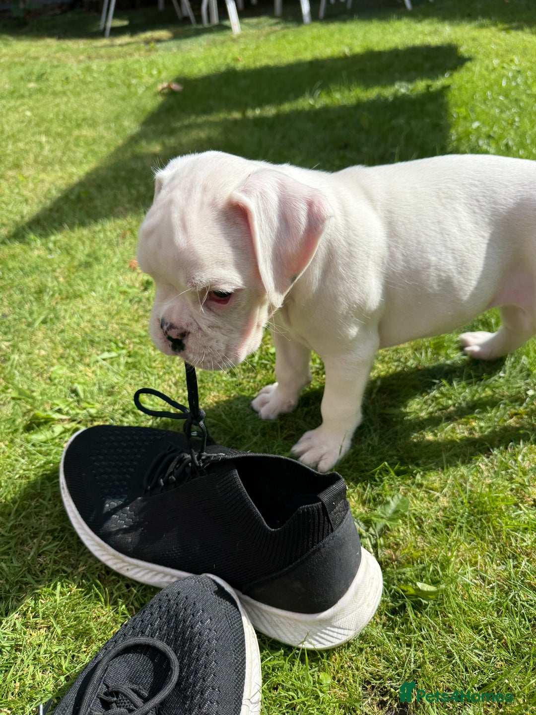 Boxer dogs for sale: Quality Boxer Puppies - Image 16