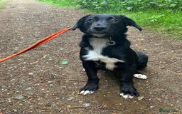 Mixed Breed dogs for adoption: Barney - Norwich norfolk  - Image 16