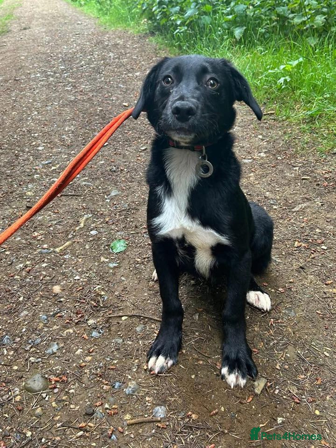Mixed Breed dogs for adoption: Barney - Norwich norfolk  - Image 16
