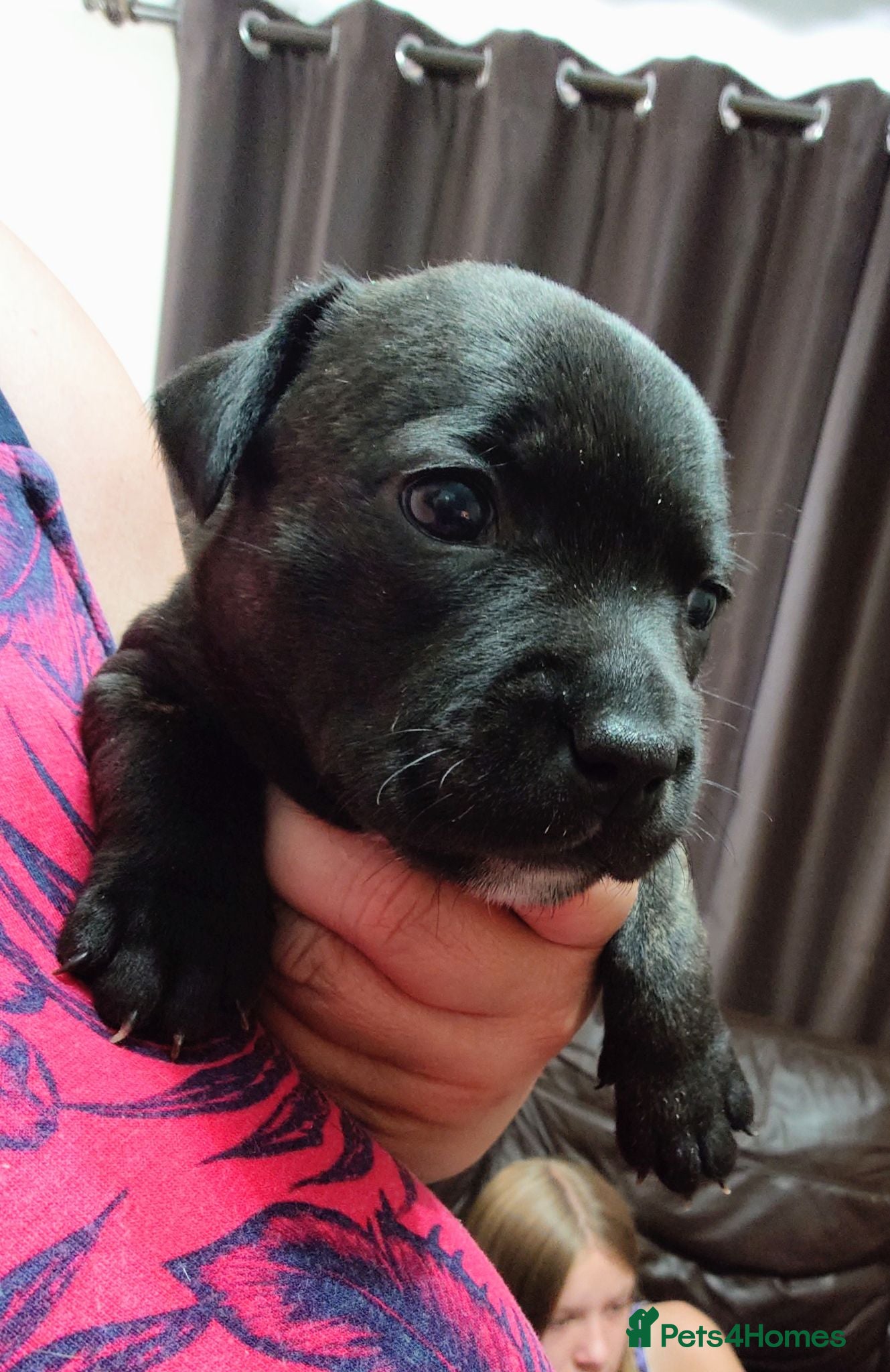 Staffordshire Bull Terrier dogs Exceptional Staffordshire bull Terrier Puppies - Advert 11