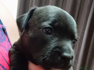 Staffordshire Bull Terrier dogs Exceptional Staffordshire bull Terrier Puppies - Advert 1