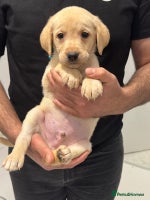 Labrador Retriever dogs - Advert 5