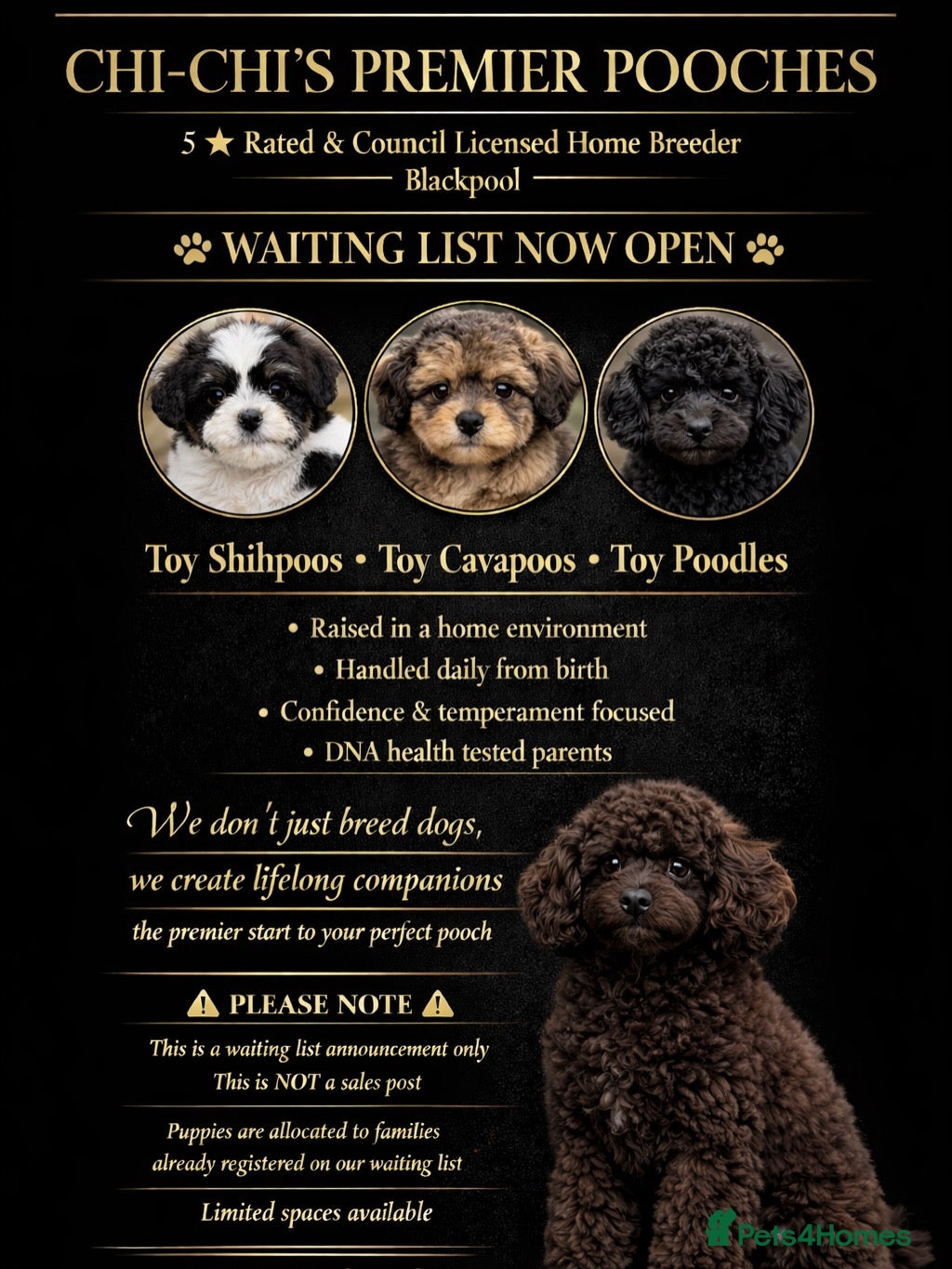 Shihpoo dogs  WAITING LIST WAITING LIST Open Limited Spaces - Advert 1