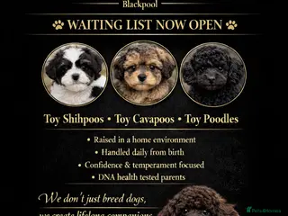 Shihpoo dogs WAITING LIST WAITING LIST Open Limited Spaces - Advert 1