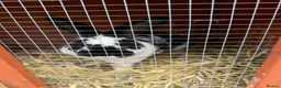 Rex rabbits for sale: Female Rex for sale in Bristol - Advert 3