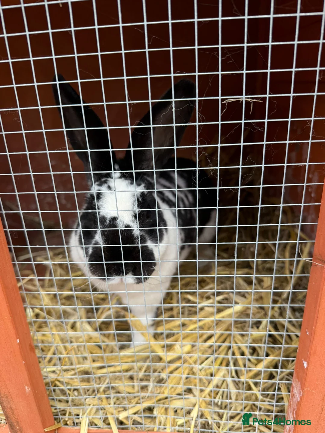 Rex rabbits for sale: Female Rex for sale in Bristol - Advert 3