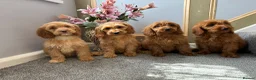 Cockapoo dogs for sale: Cockapoo Puppies LAST GIRL   FULLY VACCINATED  - Advert 5