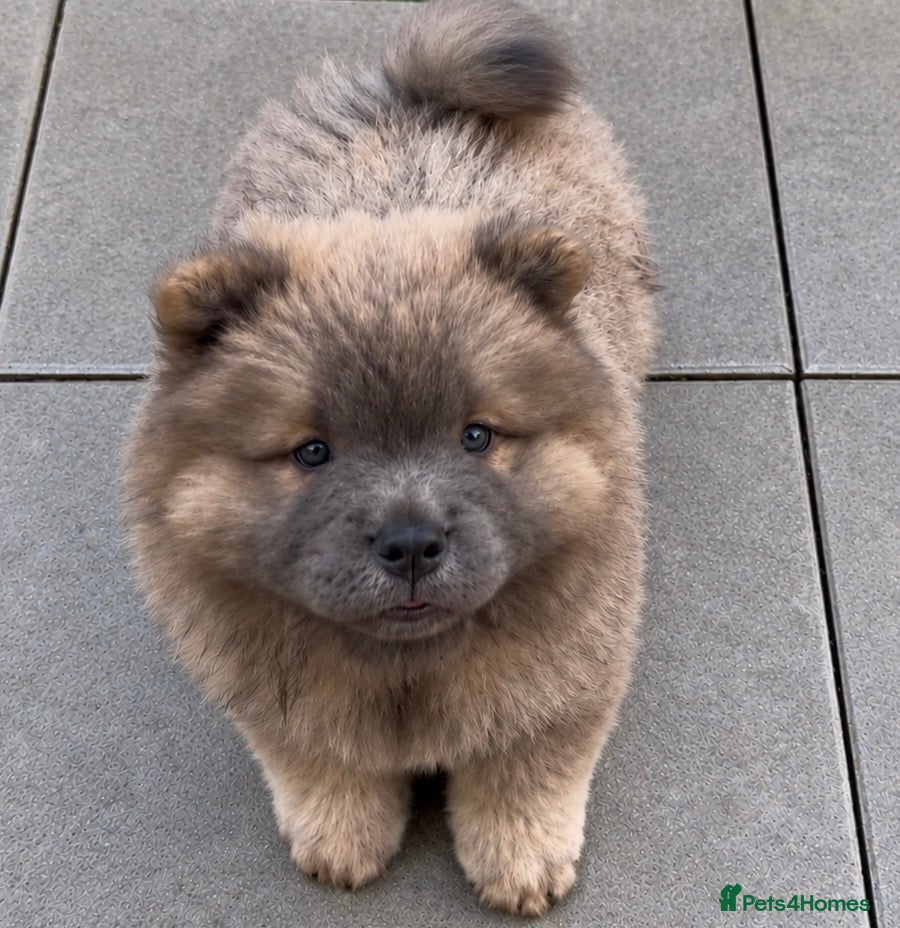 Chow Chow dogs Wyvernwest have 2 stunning boys available   - Advert 11