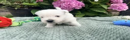 West Highland Terrier dogs for sale: Gorgeous West Highland Terriers in Tonbridge - Advert 4