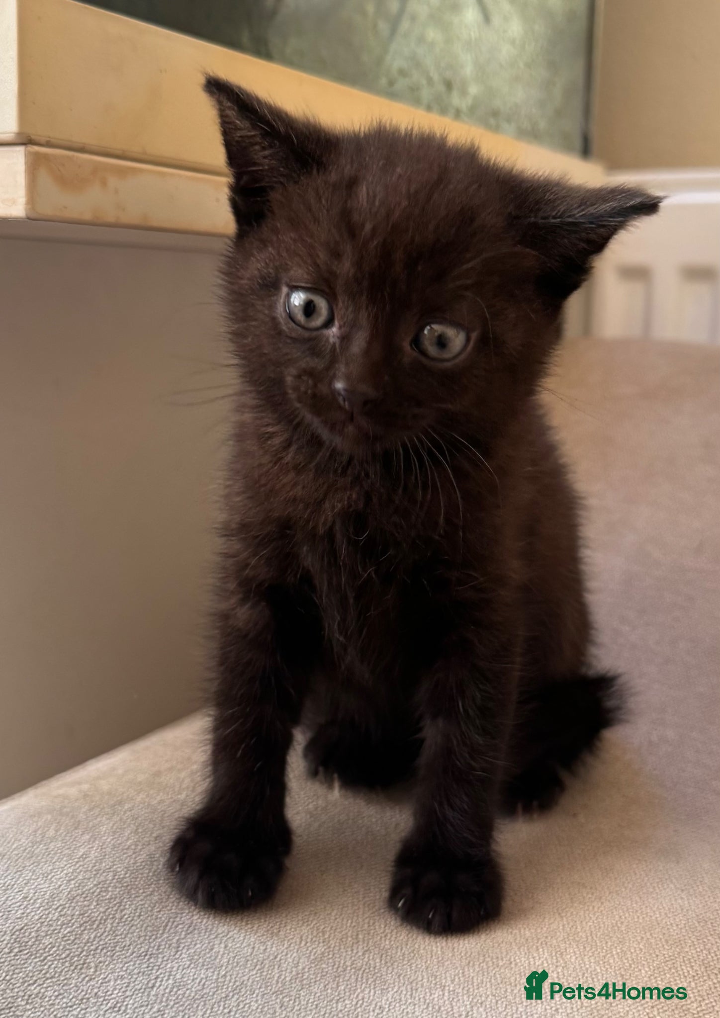 British Shorthair cats ‼️British shorthair kittens‼️ - Advert 14