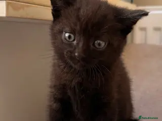 British Shorthair cats ‼️British shorthair kittens‼️ - Advert 14