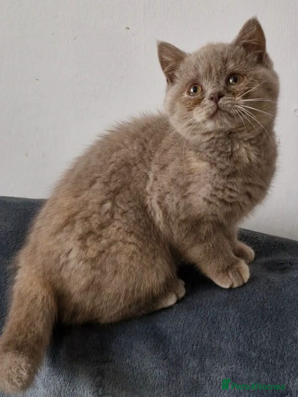 British Shorthair cats Female Lilac Tortie kitten British Shorthair - Advert 12