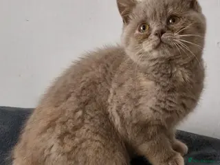 British Shorthair cats Female Lilac Tortie kitten British Shorthair - Advert 12