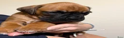 Boxer dogs for sale: Boxer puppys - Advert 24