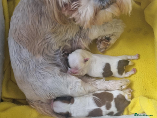 Shih Tzu dogs - Advert 14