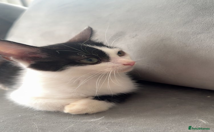 Mixed Breed cats - Advert 11