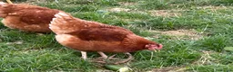 Chickens poultry for sale: Brown hens  - Advert 6