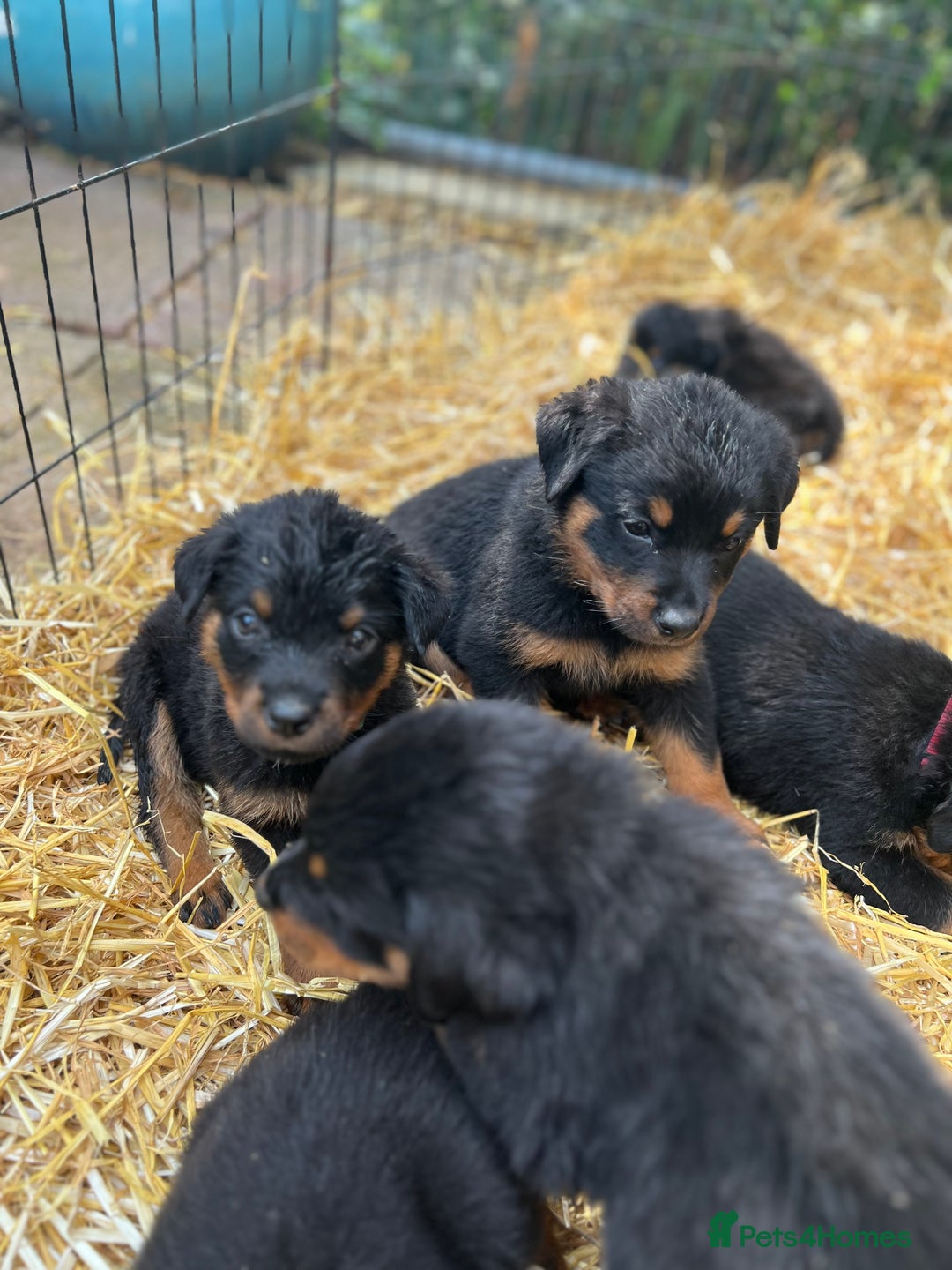 Rottweiler dogs for sale: LAST PUPS REMAINING. READY TO LEAVE  - Image 12