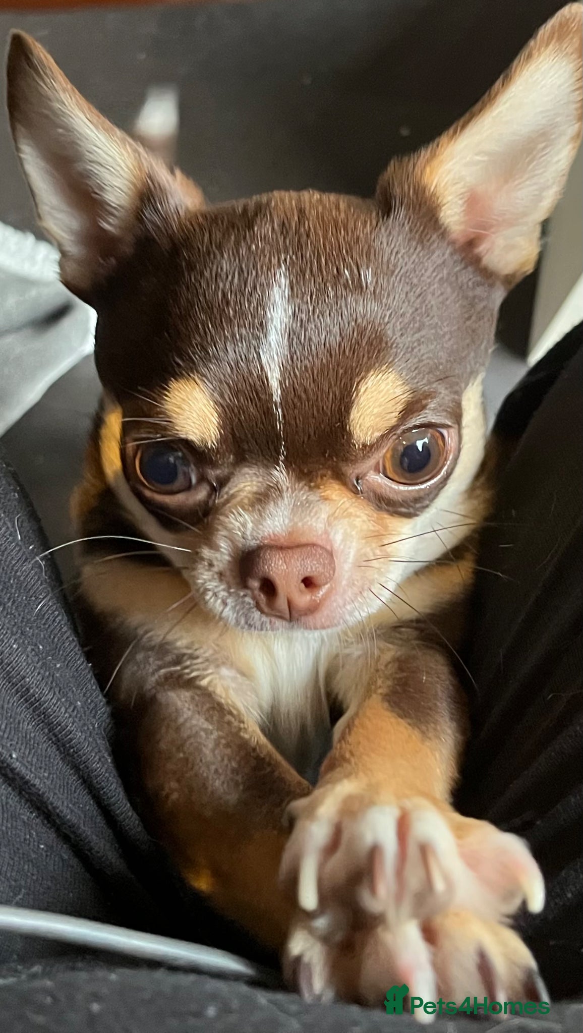 Chihuahua dogs 1.5KG Tiny and highly successful beautiful boy  - Advert 5