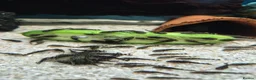 Plecos fish for sale: Brisal nose plecs  - Advert 6
