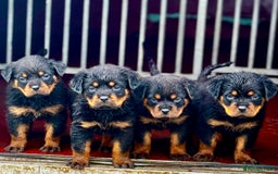 Rottweiler dogs for sale: 5-Generation Champion Line KC Rottweiler Puppies - Image 1