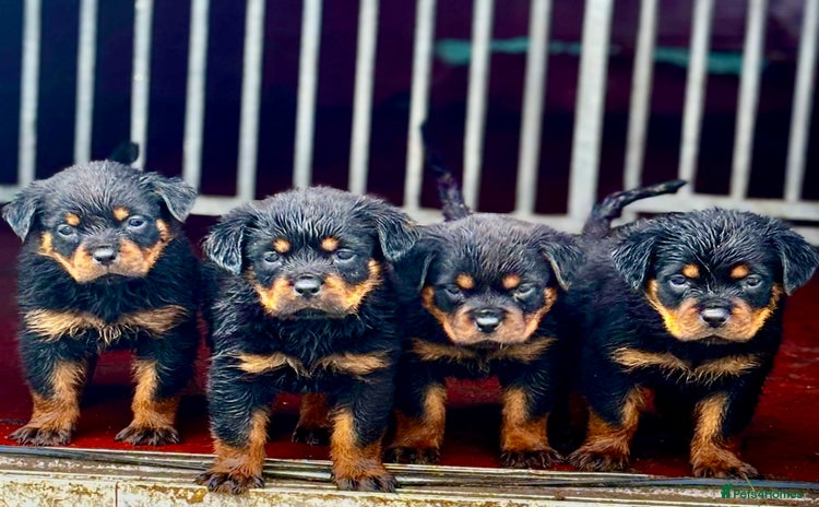 Rottweiler dogs - Advert 1