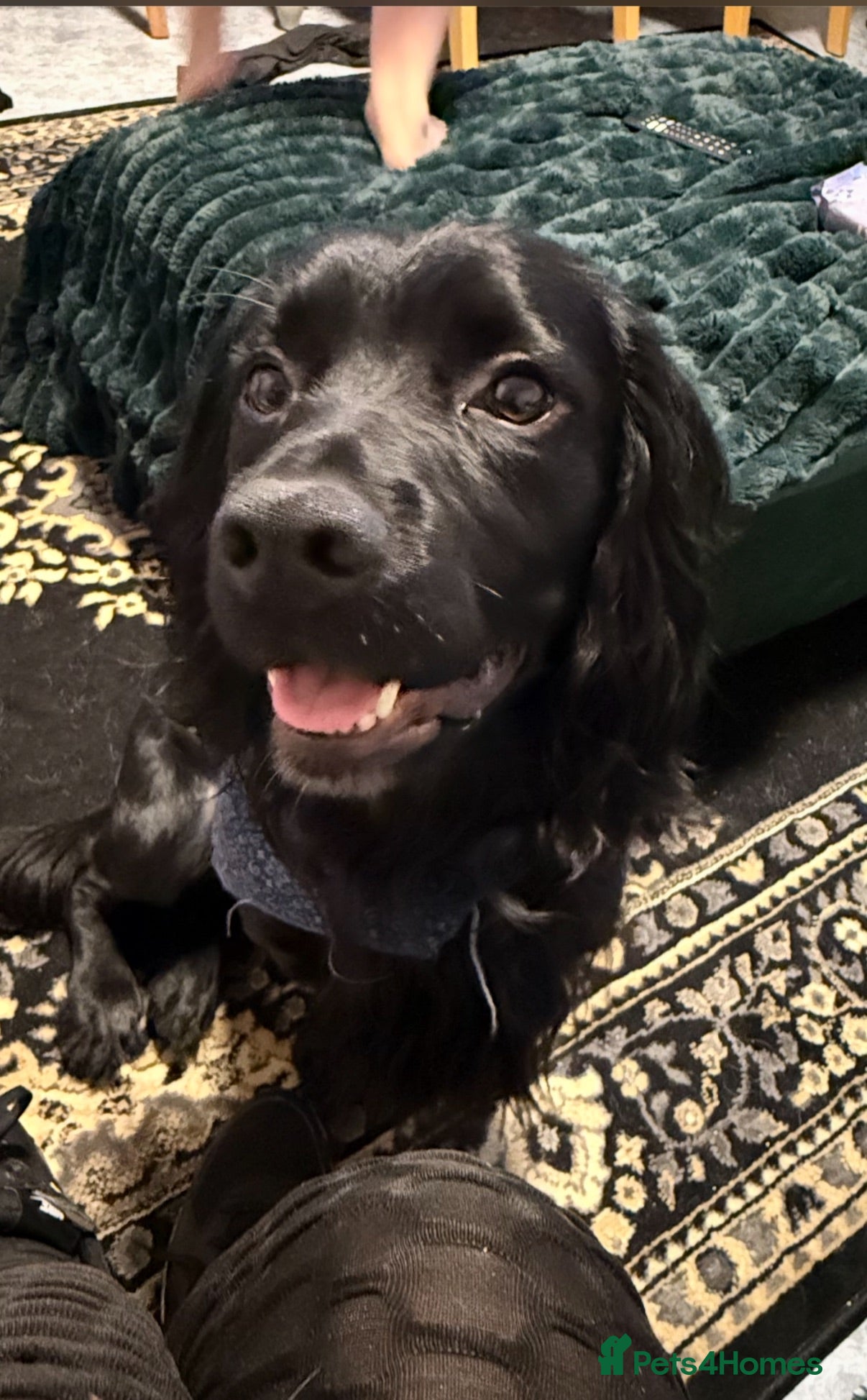 Mixed Breed dogs Puppies for sale - Advert 2