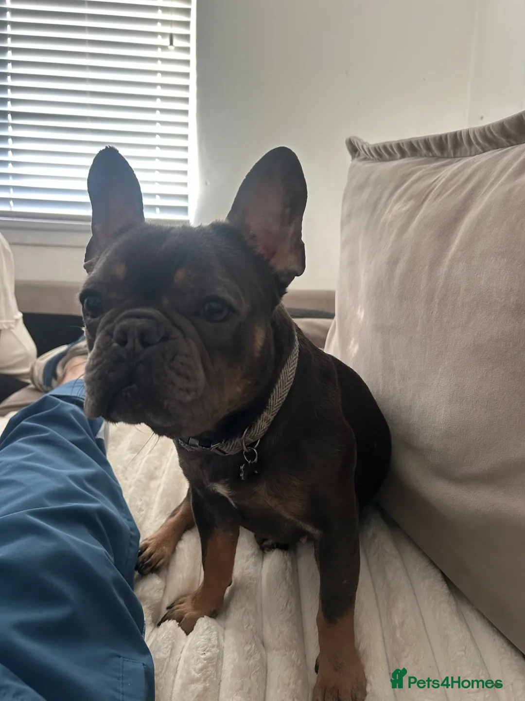 French Bulldog dogs for sale: French bulldog in Glasgow - Advert 2