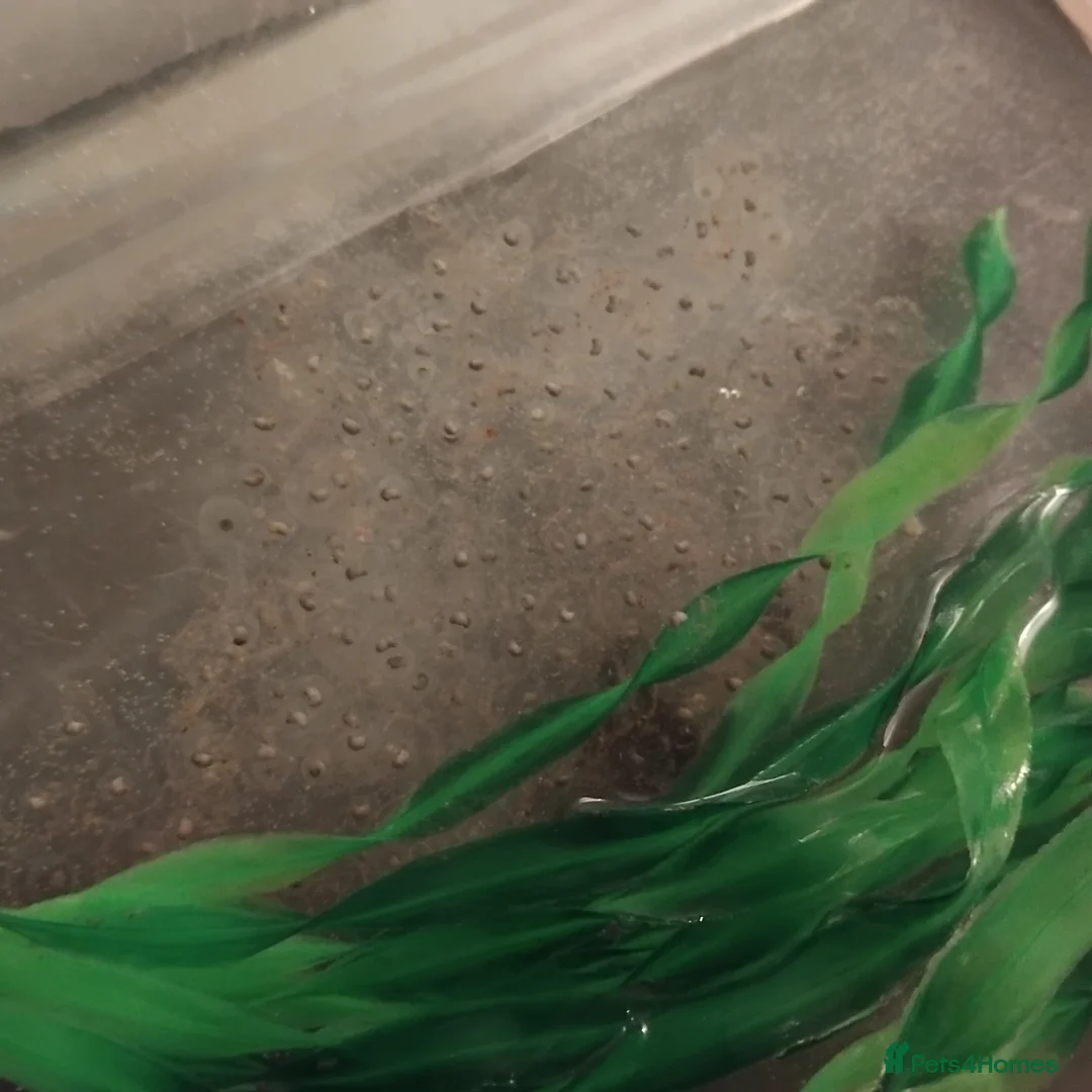 Axolotl reptiles for sale: Axolotl eggs  - Advert 1